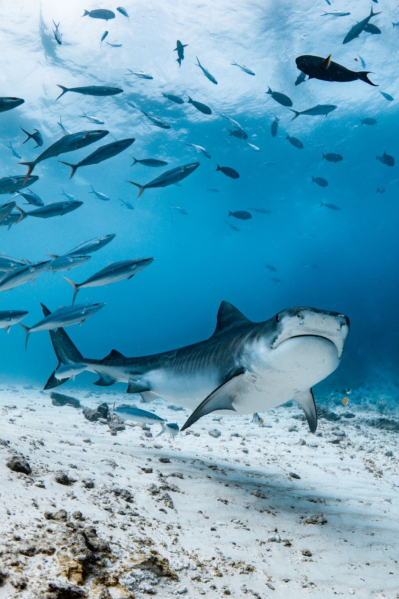 Fuvahmulah Tiger Shark Diving Experience