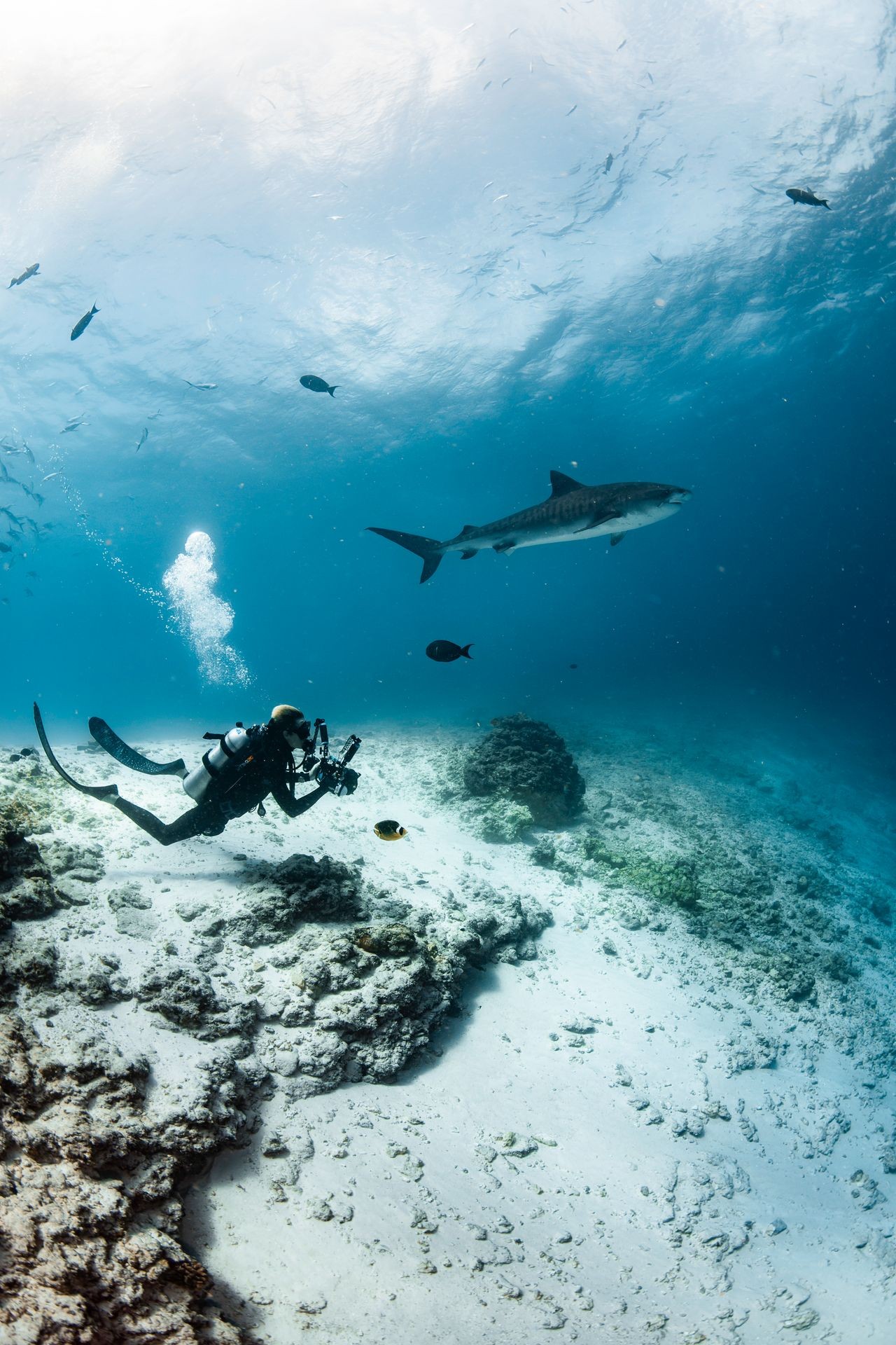 Local Tiger Shark Safety Divers