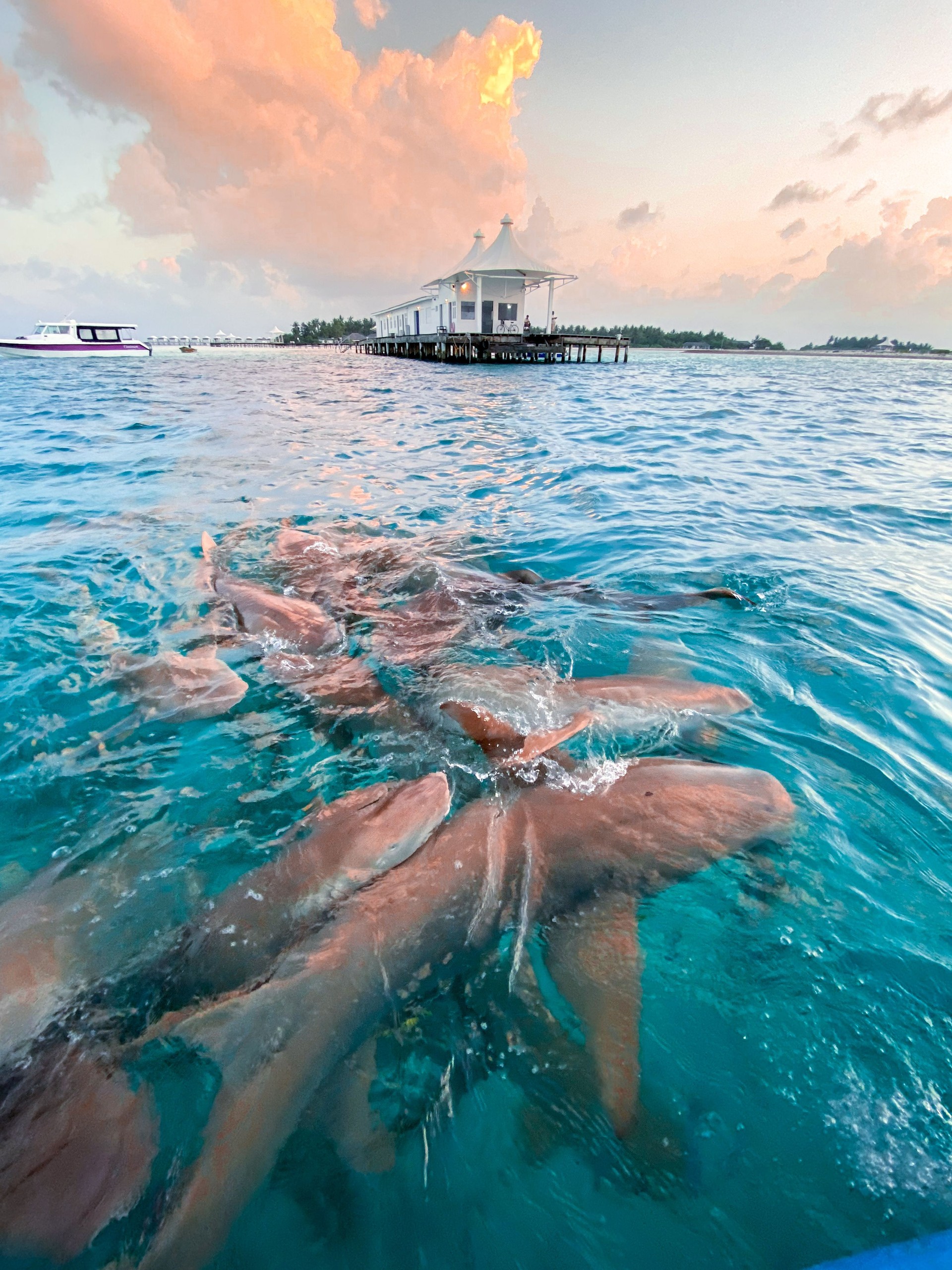 Sharks at Dusk