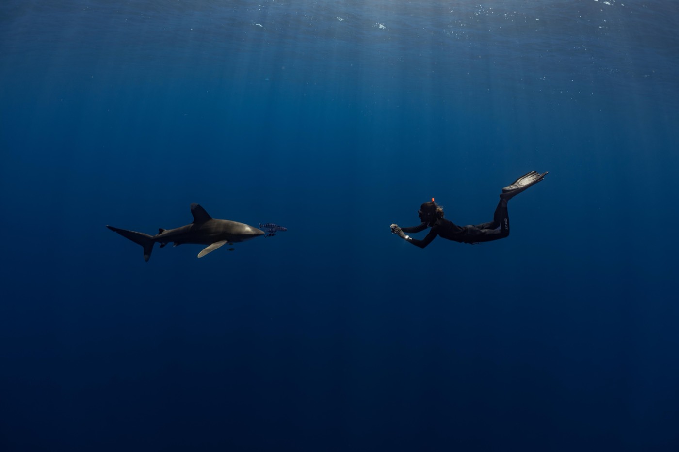 An oceanic whitetip and a diver facing each other in open blue water