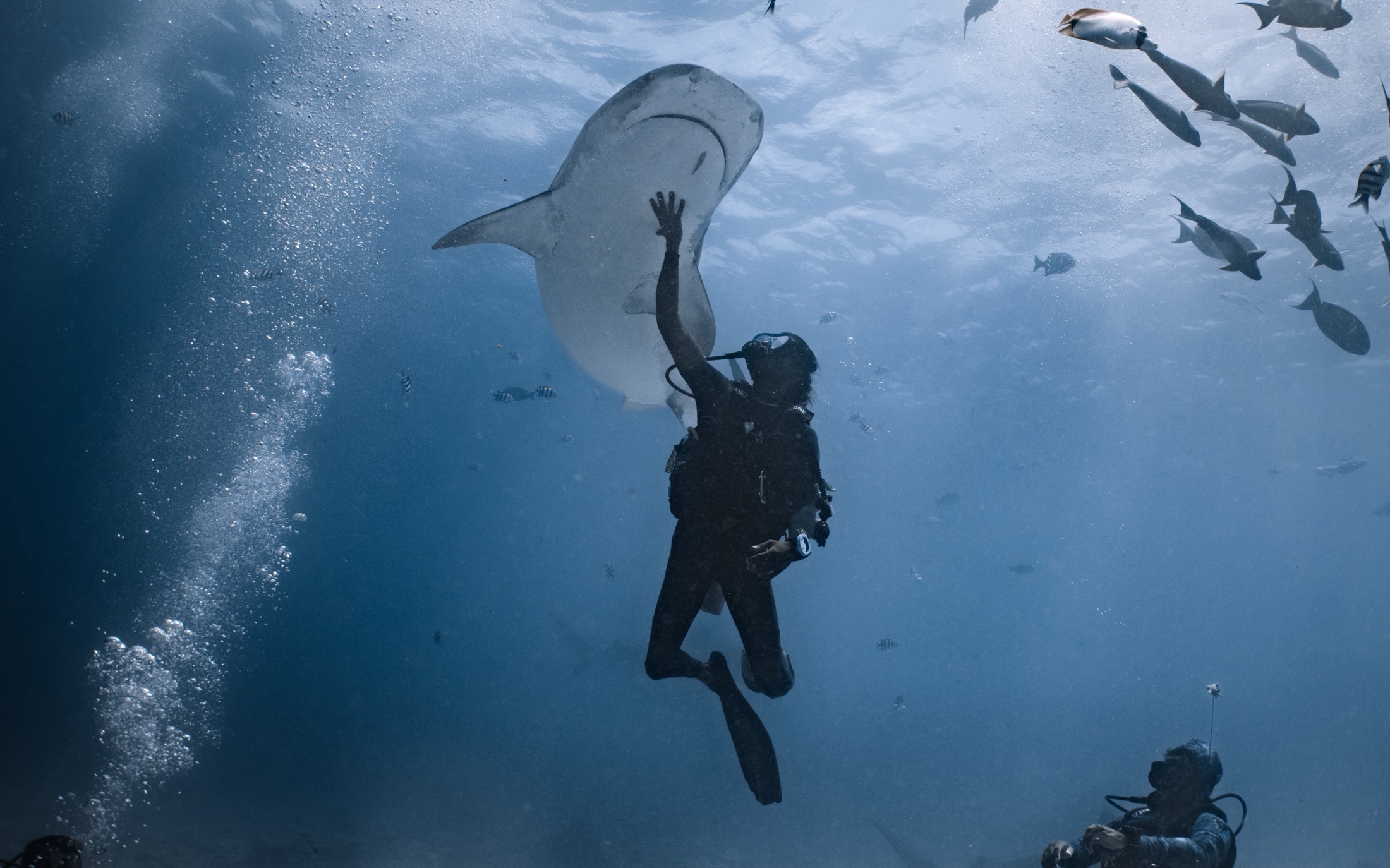 A diver reaching up toward a tiger shark passing overhead, backlit through the surface