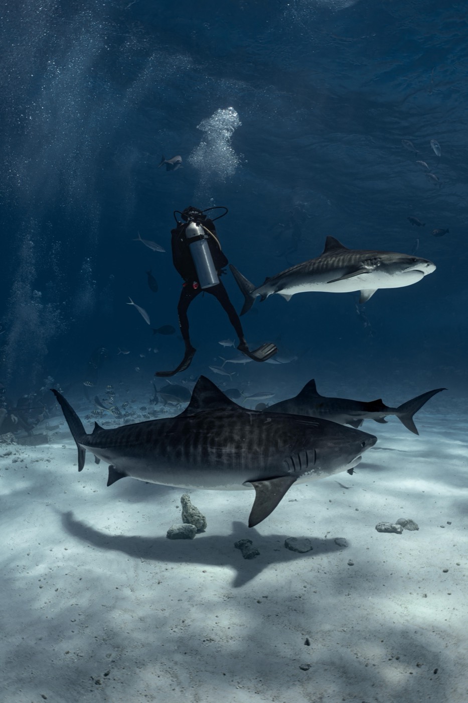 Three tiger sharks over the sand at Fuvahmulah with a diver hovering above