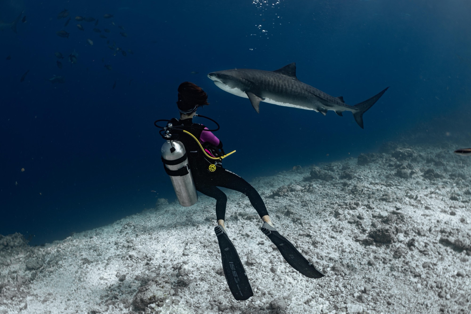 A diver watching a tiger shark pass at eye level above the sand at Fuvahmulah