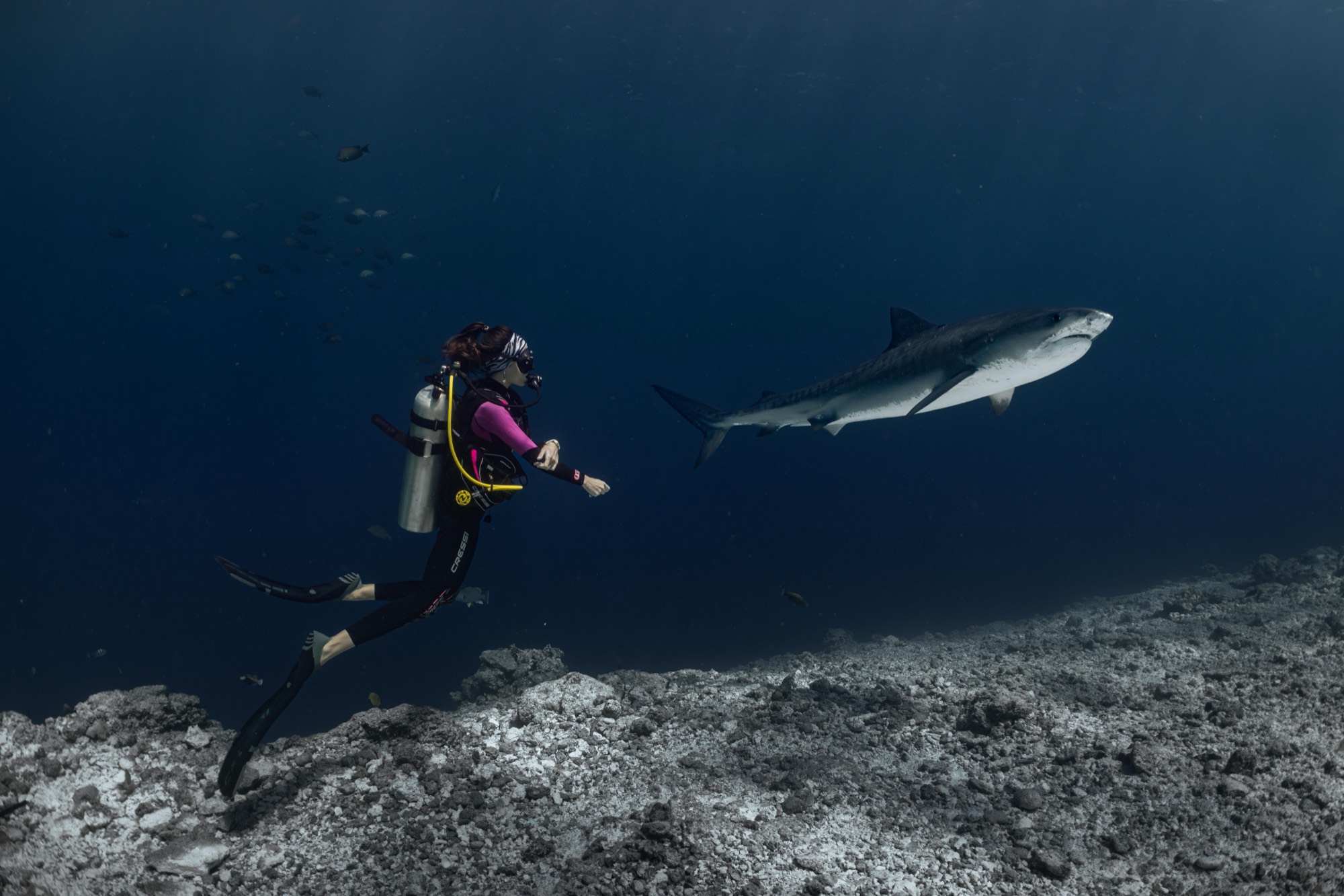 A diver watching a tiger shark pass above the reef floor off Fuvahmulah