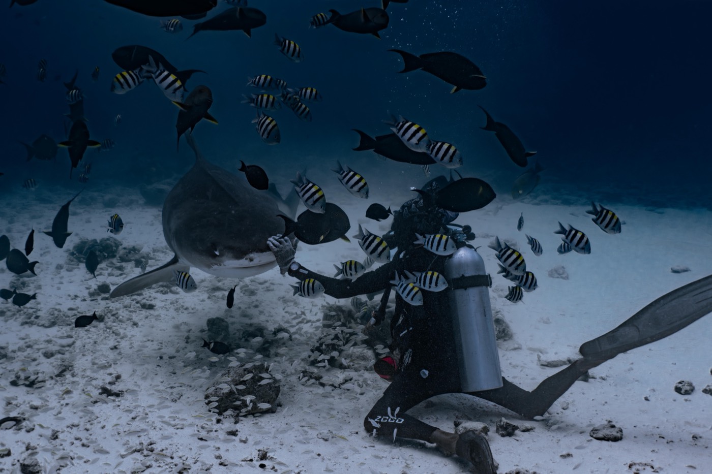 A tiger shark approaching a kneeling diver on the sand, surrounded by sergeant-major fish