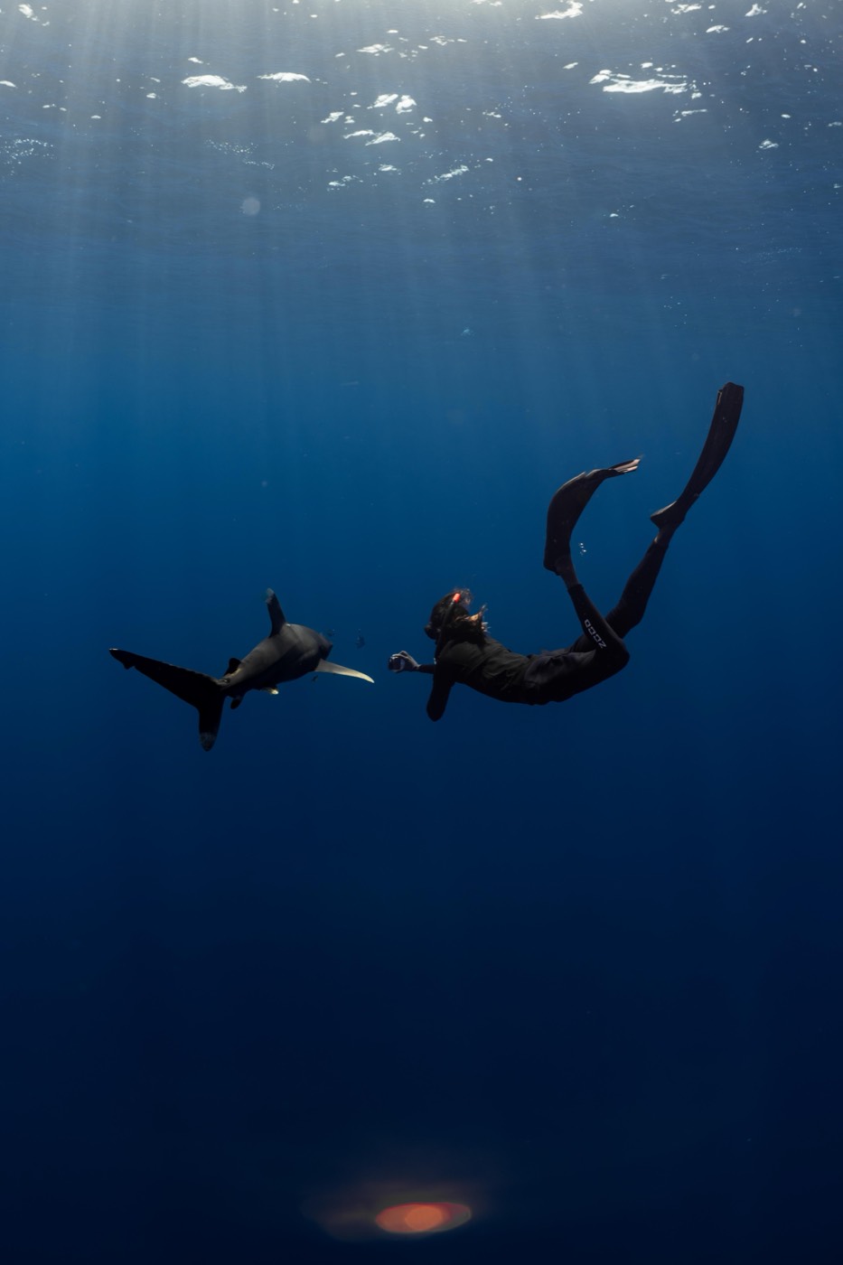 A freediver and an oceanic whitetip silhouetted against the surface in open water