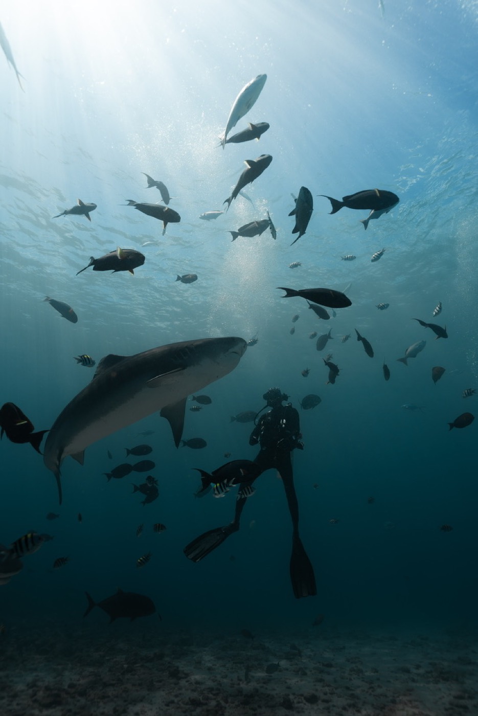 A tiger shark and a diver silhouetted against the surface with a school of fish above