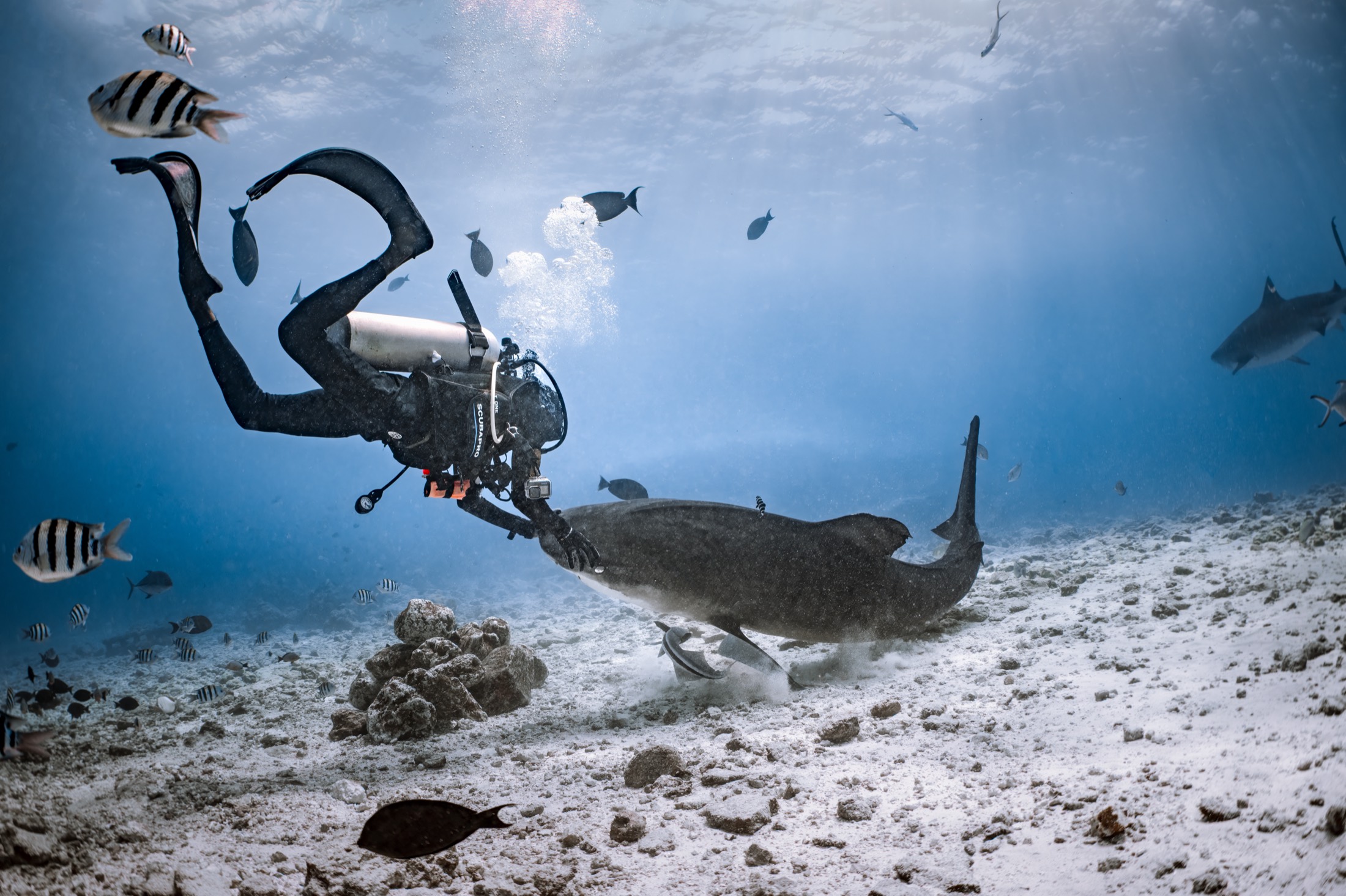 A diver with a camera close to a tiger shark over the sand, a second shark behind