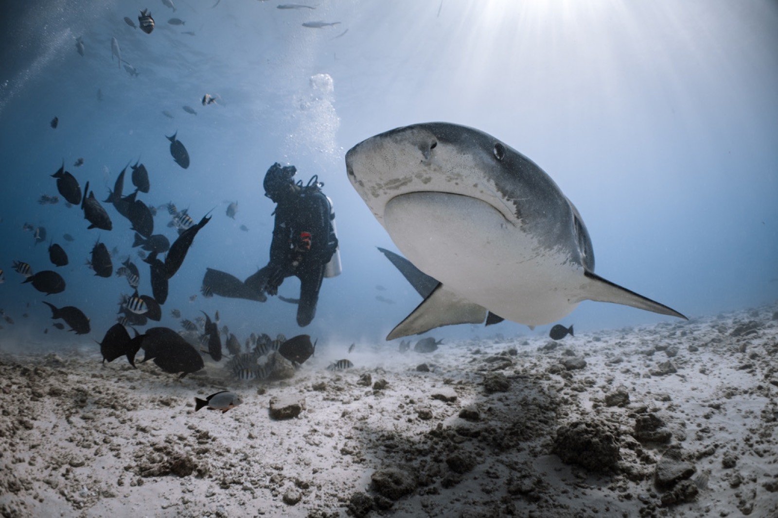 A tiger shark approaching head-on over bright sand as a diver kneels behind it