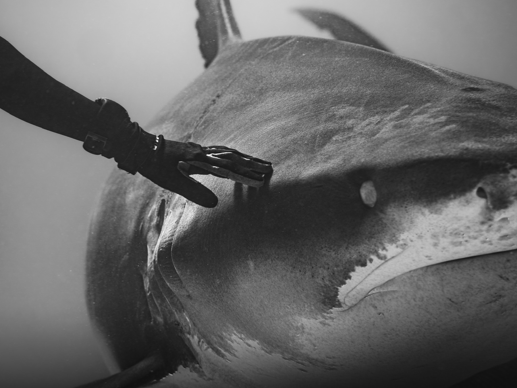 A gloved hand redirecting a tiger shark's head at close range, in black and white