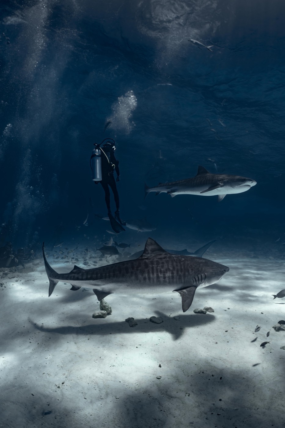 Two tiger sharks over bright sand with a diver hovering above them