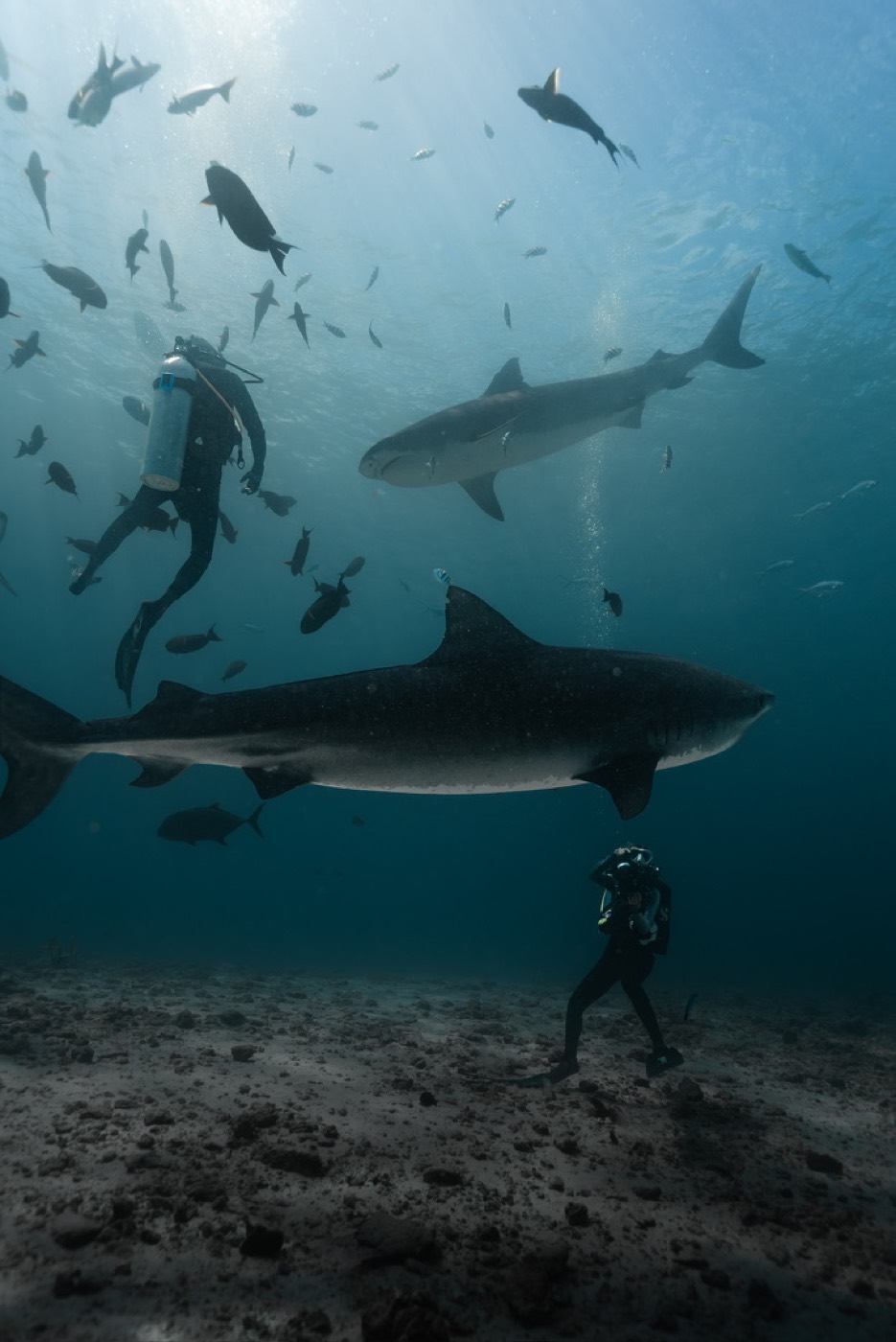 Two tiger sharks passing over the sand with two divers nearby